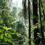 green banana trees during daytime