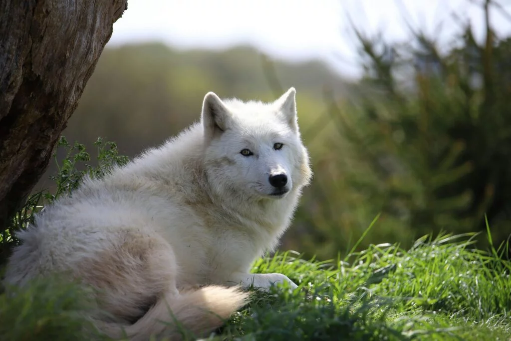 dog-1024x683.jpg