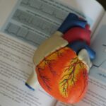 human heart illustration