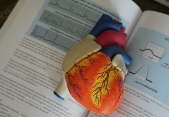 human heart illustration