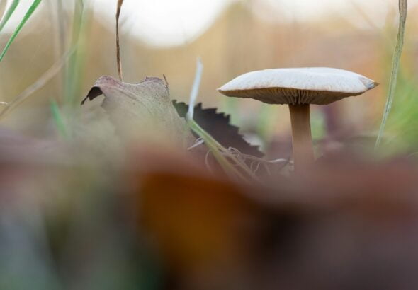 white mushroom in tilt shift lens